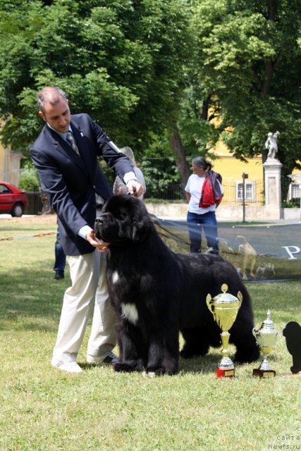 Фото: ньюфаундленд Seabrooks Best Man at Pouch Cove