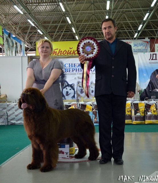 Фото: ньюфаундленд Aquatoriya Kelvin Reds Begin and Win (Акватория Келвин Редс Бегин энд Вин), Tat'yana Abutova (Татьяна Абутова)