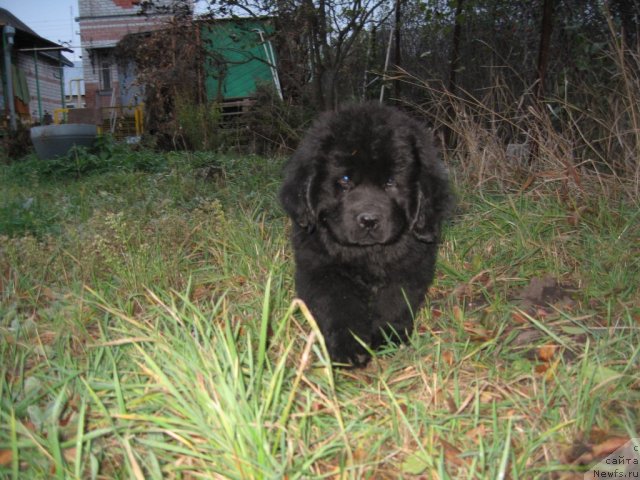 Фото: ньюфаундленд Akvatoriya Kelvin Supermen (Акватория Келвин Супермен)