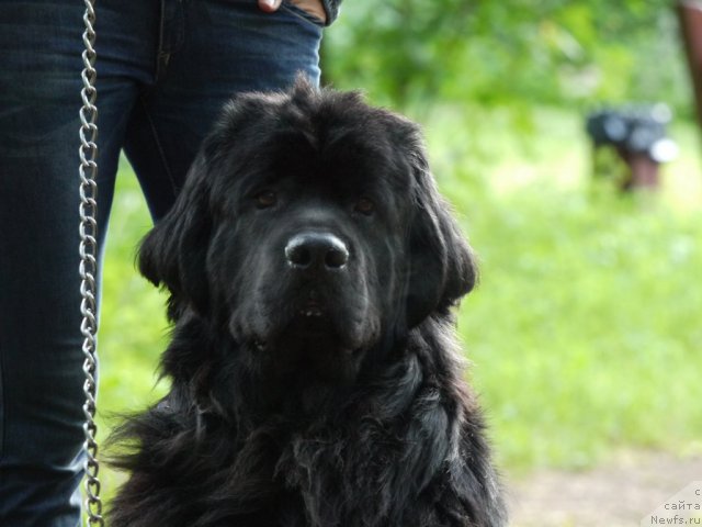 Фото: ньюфаундленд Ryesh (Рэш)