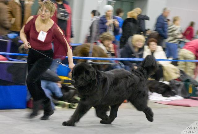 Фото: ньюфаундленд Gay New Space Prestizh (Гай Нью Спейс Престиж)