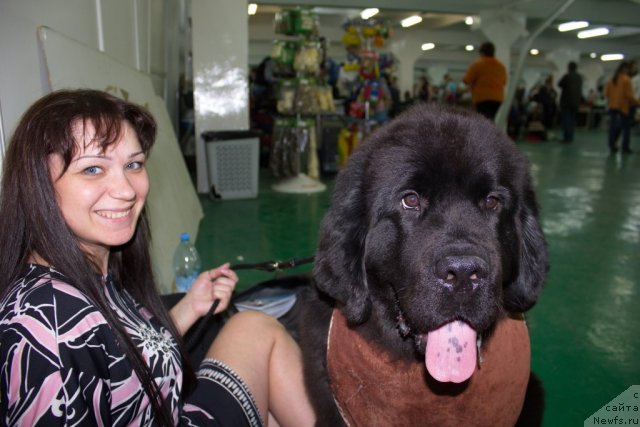 Фото: ньюфаундленд Dar Svezyi Besame Mucho (Дар Свезы Бесаме Мучо), Marina Glazyirina (Марина Глазырина)