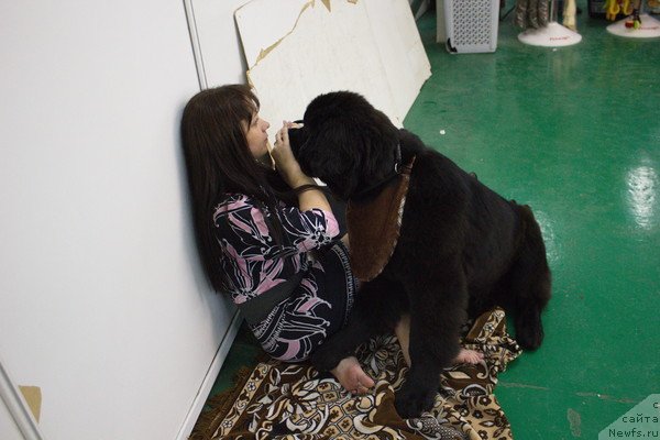 Фото: ньюфаундленд Dar Svezyi Besame Mucho (Дар Свезы Бесаме Мучо)