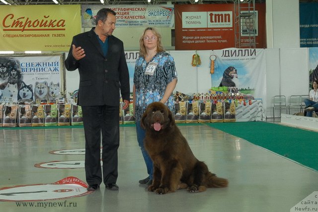 Фото: ньюфаундленд Aquatoriya Kelvin Reds Begin and Win (Акватория Келвин Редс Бегин энд Вин)