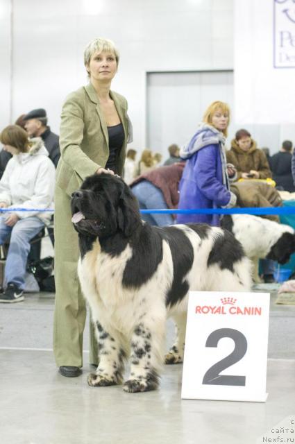 Фото: ньюфаундленд Super Bizon Aisberg (Супер Бизон Айсберг)