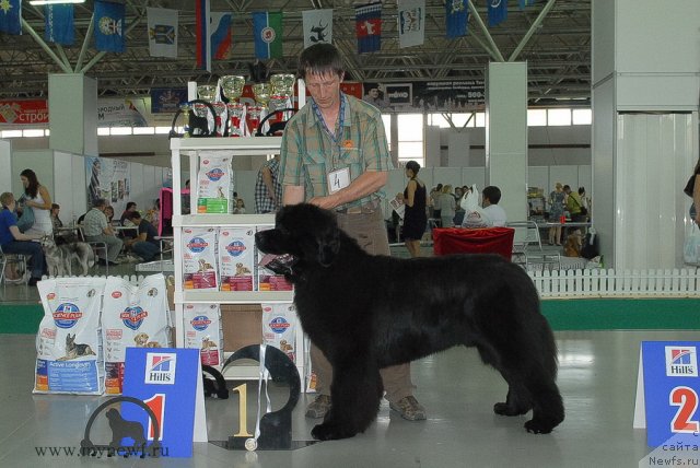 Фото: ньюфаундленд Akvatoriya Kelvin Premium from Nikas (Акватория Келвин Премиум фром Никас)