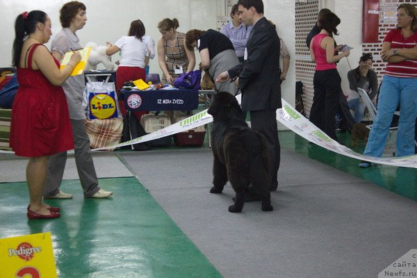 Фото: ньюфаундленд Dar Svezyi Besame Mucho (Дар Свезы Бесаме Мучо)