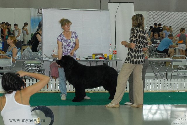 Фото: ньюфаундленд Favorite Nika's iz Medvejyego Yara (Фаворит Никас из Медвежьего Яра)