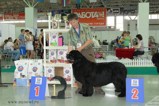 Фото: ньюфаундленд Vell Spirit Lillit (Велл Спирит Лилит)