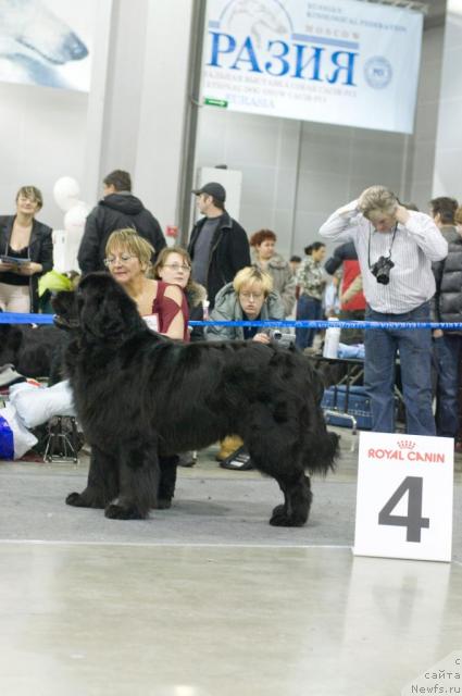 Фото: ньюфаундленд Gay New Space Prestizh (Гай Нью Спейс Престиж)