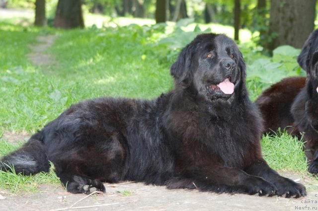 Фото: ньюфаундленд K-Ledy Tiamo (К-Леди Тиамо)