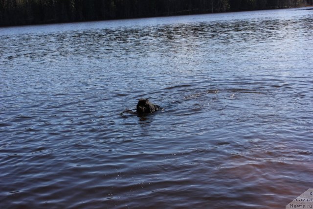 Фото: ньюфаундленд Dar Svezy Unika Sagitta (Дар Свезы Юника Сагитта)