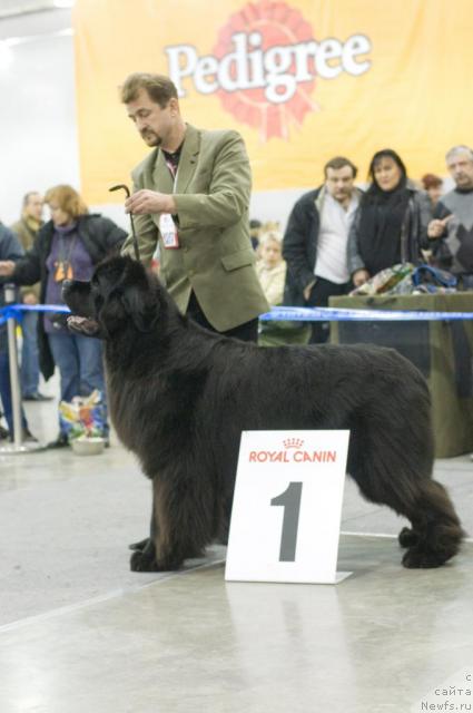 Фото: ньюфаундленд Fairweathers Italien Style