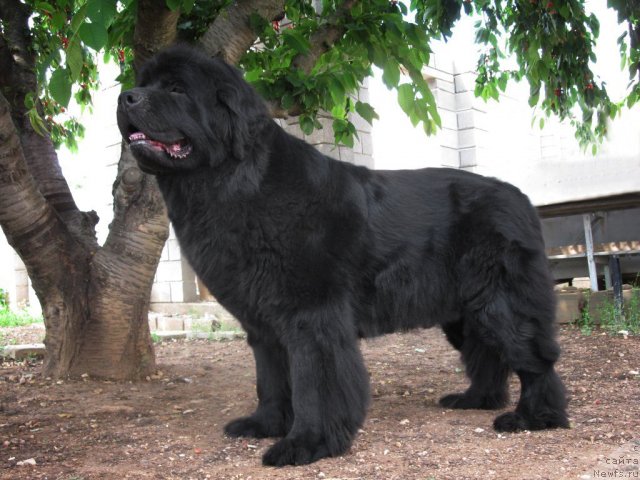 Фото: ньюфаундленд Sent Djons Sofia Dlia Kara Deniz (Сент Джонс София для Кара Дениз)