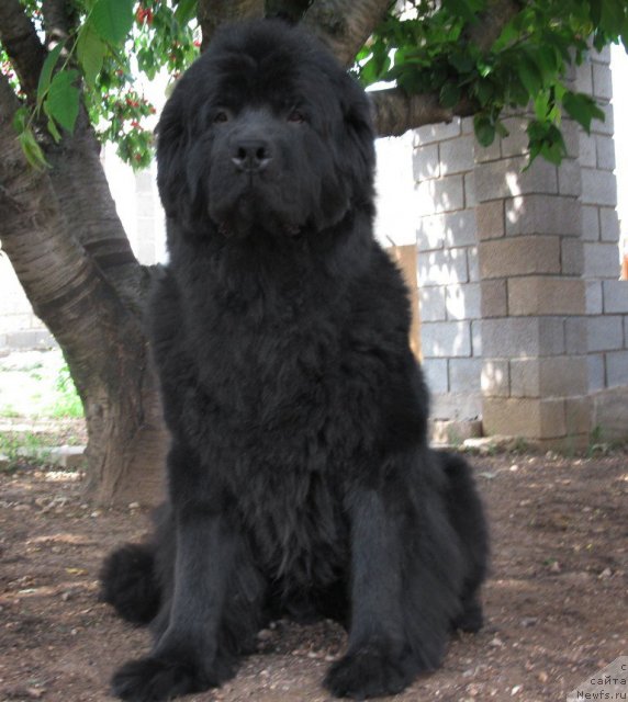 Фото: ньюфаундленд Sent Djons Sofia Dlia Kara Deniz (Сент Джонс София для Кара Дениз)