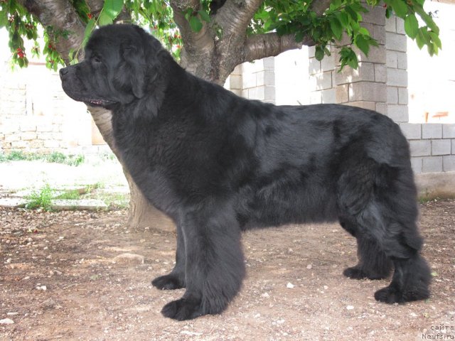 Фото: ньюфаундленд Sent Djons Sofia Dlia Kara Deniz (Сент Джонс София для Кара Дениз)