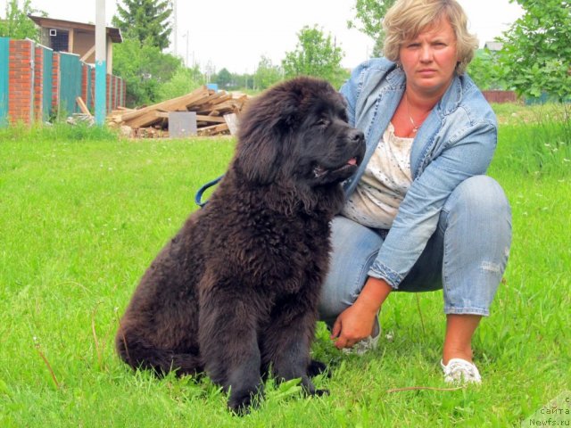 Фото: ньюфаундленд Byella Moss Arvyel' (Бэлла Мосс Арвэль)