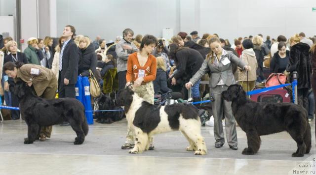 Фото: ньюфаундленд Dolce Amico Chaya, ньюфаундленд Vesnushka na Shastie (Веснушка на Счастье), ньюфаундленд Aquatoriya Kelvin Golden Spirit (Акватория Келвин Голден Спирит)