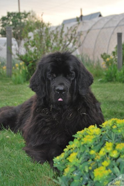 Фото: ньюфаундленд Formula Lyubvi ot Sibirskogo Medvedya (Формула Любви от Сибирского Медведя)