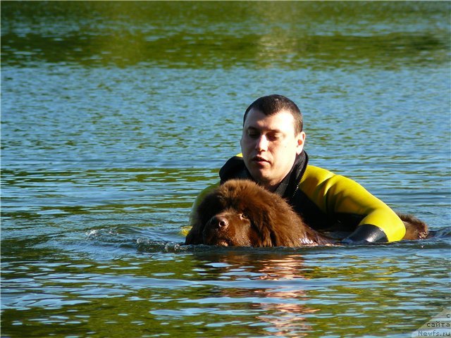 Фото: ньюфаундленд N'yufort Prado (Ньюфорт Прадо)