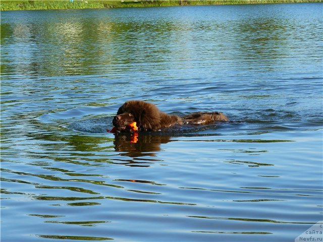 Фото: ньюфаундленд N'yufort Prado (Ньюфорт Прадо)