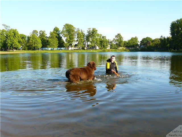 Фото: ньюфаундленд N'yufort Prado (Ньюфорт Прадо)