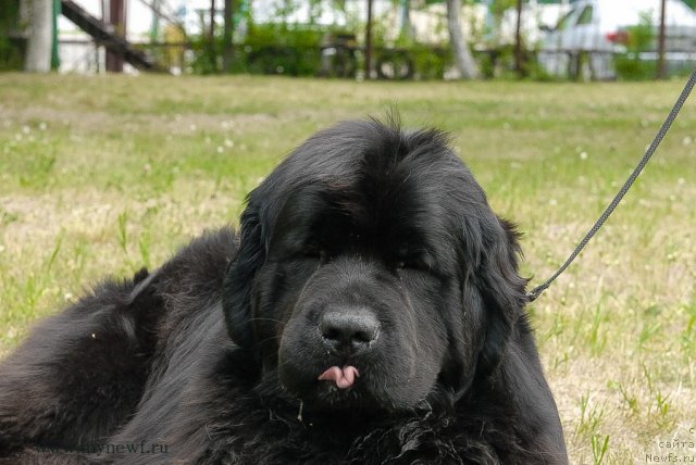 Фото: ньюфаундленд Akvatoriya Kelvin Koroleva Margo (Акватория Келвин Королева Марго)