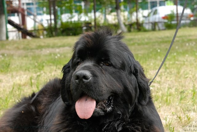 Фото: ньюфаундленд Akvatoriya Kelvin Koroleva Margo (Акватория Келвин Королева Марго)