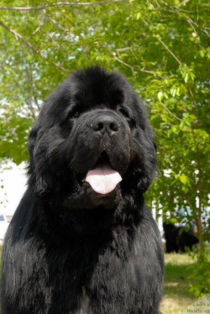 Фото: ньюфаундленд Flagman ot Sibirskogo Medvedja (Флагман от Сибирского Медведя)