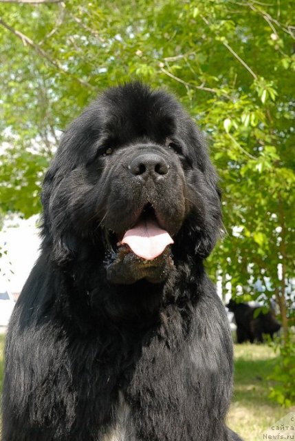 Фото: ньюфаундленд Flagman ot Sibirskogo Medvedja (Флагман от Сибирского Медведя)