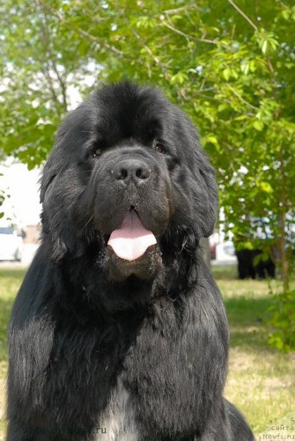 Фото: ньюфаундленд Flagman ot Sibirskogo Medvedja (Флагман от Сибирского Медведя)