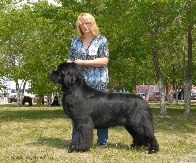 Фото: ньюфаундленд Flagman ot Sibirskogo Medvedja (Флагман от Сибирского Медведя)