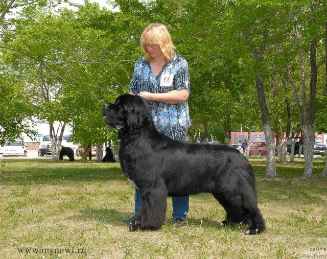 Фото: ньюфаундленд Flagman ot Sibirskogo Medvedja (Флагман от Сибирского Медведя)