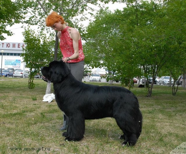 Фото: ньюфаундленд Flagman ot Sibirskogo Medvedja (Флагман от Сибирского Медведя)