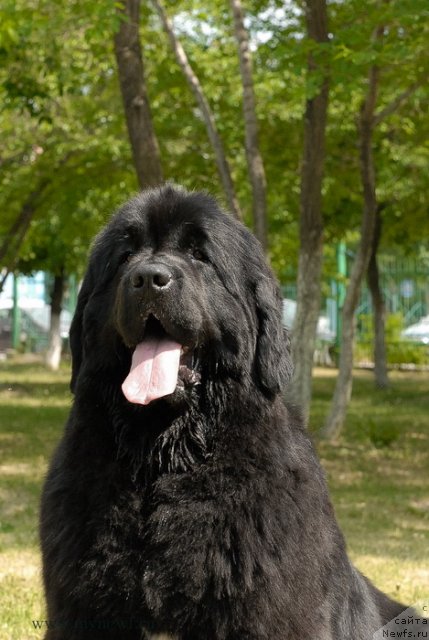 Фото: ньюфаундленд Radost Moya Dlya Sibirskogo Medvedya (Радость Моя для Сибирского Медведя)