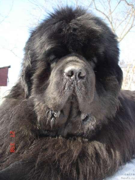 Фото: ньюфаундленд King Sibiria von Aiching