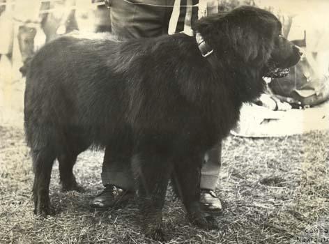 Фото: ньюфаундленд Nessi SHelli (Несси Шелли)