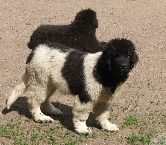 Фото: ньюфаундленд Plushevayа Panda Haira (Плюшевая Панда Хаира)