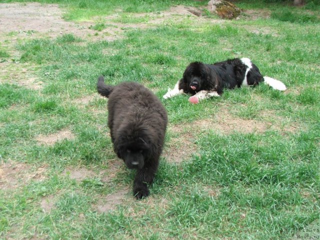Фото: ньюфаундленд Plushevaya Panda Ulybka Ledi Scharm (Плюшевая Панда Улыбка Леди Шарм)