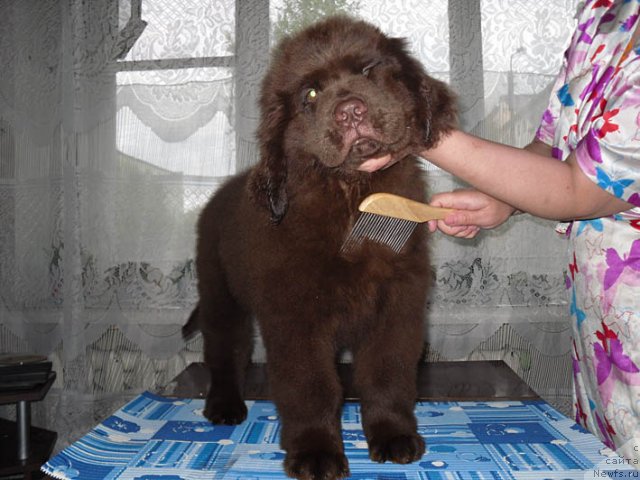 Фото: ньюфаундленд Horunzhy s Berega Dona (Хорунжий с Берега Дона)