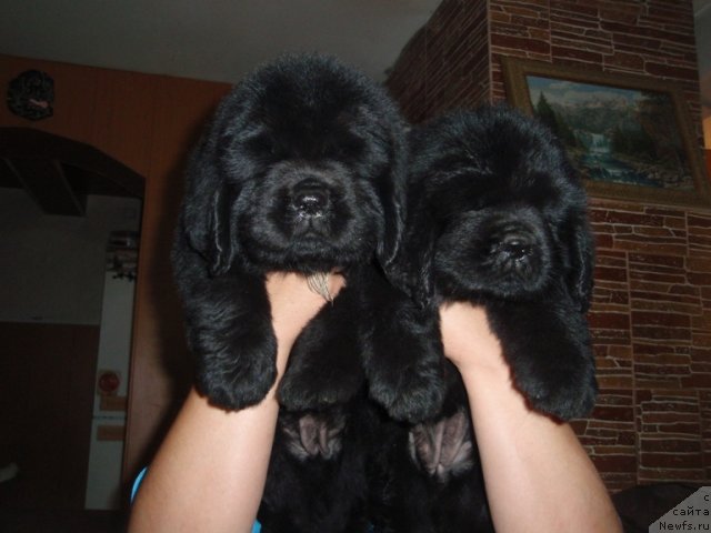 Фото: ньюфаундленд N'yufort Uitni Tradiciya Legendyi (Ньюфорт Уитни Традиция Легенды), ньюфаундленд N'yufort Ulyibka Fortunyi (Ньюфорт Улыбка Фортуны)