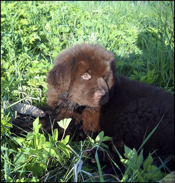 Фотография № 98039