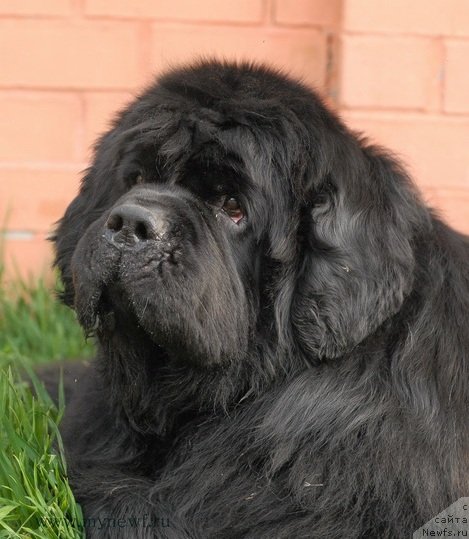 Фотография № 98065