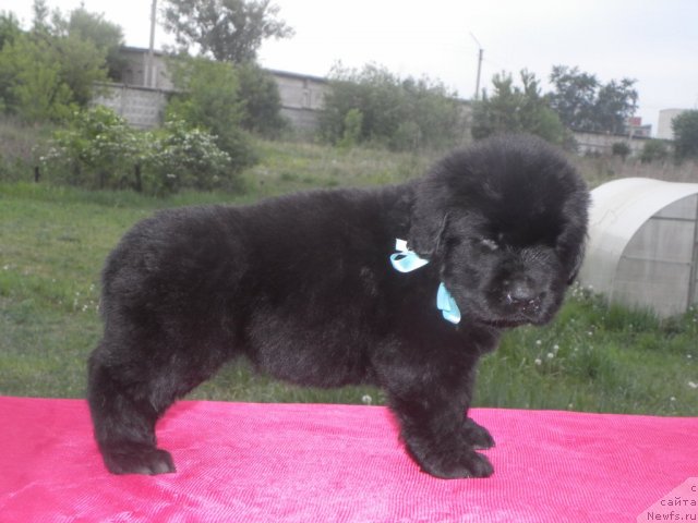 Фото: ньюфаундленд Bi Perfekt Aladar Hranitel' Roda (Би Перфект Аладар Хранитель Рода)