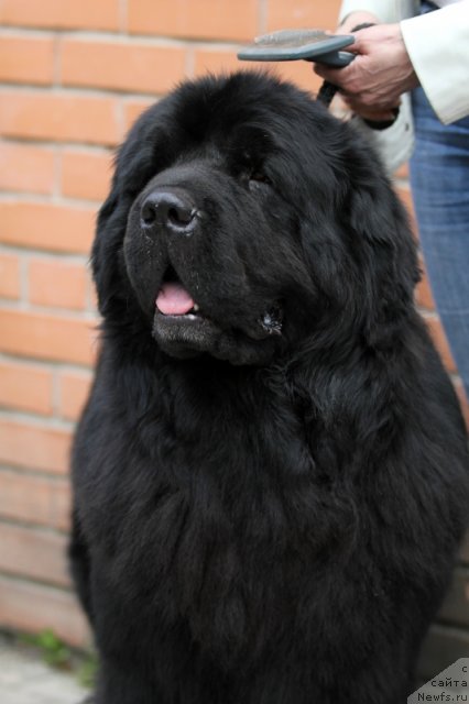 Фотография № 98089