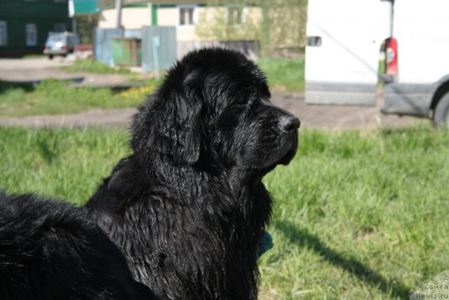 Фото: ньюфаундленд Gloriya Grand Blek (Глория Гранд Блек)