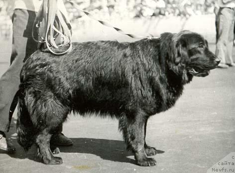 Фото: ньюфаундленд N'yuffi SHelli (Ньюффи Шелли)