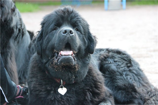 Фото: ньюфаундленд Tselogo Mira Malo iz Arkaima (Целого Мира Мало из Аркаима)