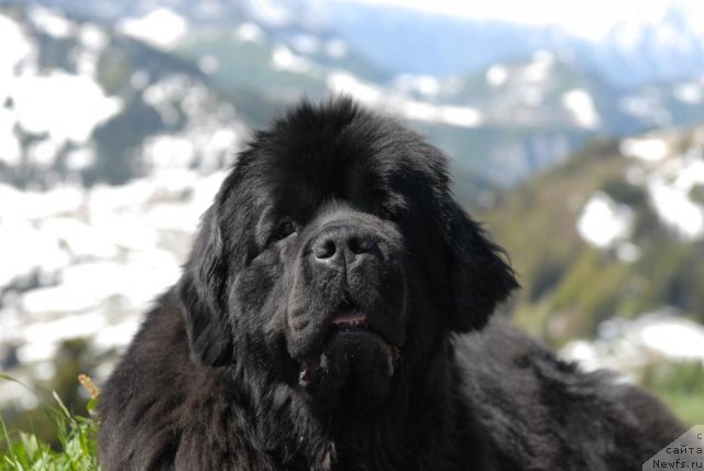 Фото: ньюфаундленд Sent Djons Sabina Mistical (Сент Джонс Сабина Мистикал)