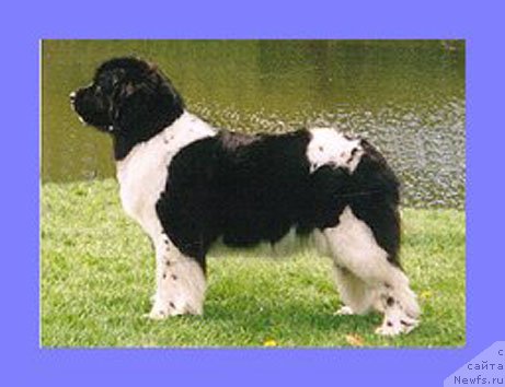 Фото: ньюфаундленд Newf Mermaid Tilaila